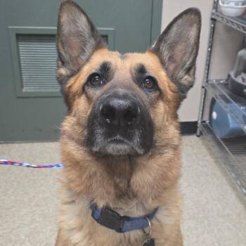 German Shepherd Dog Dogs Available for Adoption - Max | PetCurious