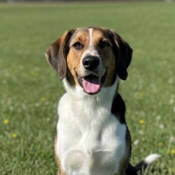 Mixed Breed Dogs Available for Adoption in Pittsfield, Illinois - Rusty | PetCurious