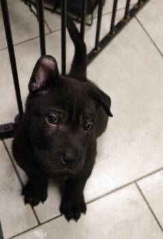 Quill -  Shar Pei Dog for Adoption in Tucson, Arizona - Quill | PetCurious
