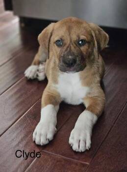 Boxer and Hound Dogs Available for Adoption in Lucas, Texas - Clyde | PetCurious