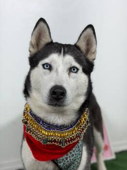 Adella-One of our Amazing Rescue Dogs -  Siberian Husky and Mixed Breed Dog for Adoption in Carlsbad, California - Adella-One Of Our Amazing Rescue Dogs | PetCurious