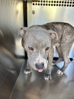 Rescue Pit Bull Terrier and Mixed Breed Dogs for Adoption in Fort Worth, Texas - 59698502 | PetCurious