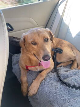 Rescue Labrador Retriever and Golden Retriever Dogs for Adoption in Cedar Rapids, Iowa - Beckett & Berkley | PetCurious