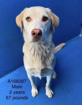 Bearnaise -  Labrador Retriever and Mixed Breed Dog for Adoption in Calgary, Alberta - Bearnaise | PetCurious