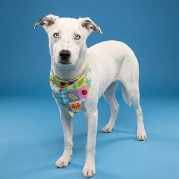 Opal -  Husky Dog for Adoption in Enterprise, Alabama - Opal | PetCurious