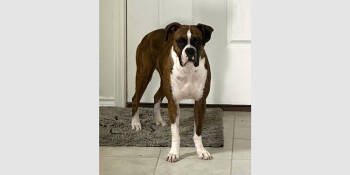 Rescue Boxer Dogs for Adoption in Hewitt, Texas - Bella XIV | PetCurious