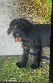 Prince -  Schnauzer and Terrier Dog for Adoption in Boca Raton, Florida - Prince | PetCurious