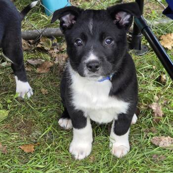 Skeeter -  Australian Cattle Dog Blue Heeler Dog for Adoption in Stewart Manor, New York - Skeeter | PetCurious