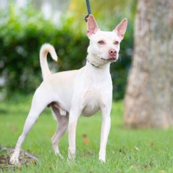 Simba -  Terrier and Mixed Breed Dog for Adoption in Honolulu, Hawaii - Simba | PetCurious