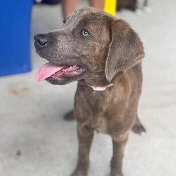 Mixed Breed Dogs Available for Adoption in Wando, South Carolina - Marlowe  | PetCurious