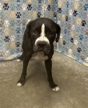 Boxer Dogs Available for Adoption in Rosenberg, Texas - JACQUE | PetCurious