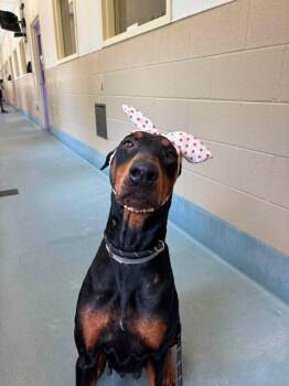 Harlow -  Doberman Pinscher Dog for Adoption in Pearland, Texas - Harlow | PetCurious