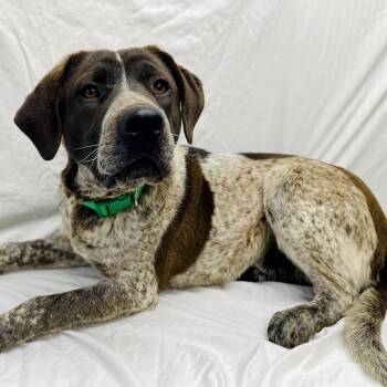 Cattle Dog and Pit Bull Terrier Dogs Available for Adoption - Bubba | PetCurious