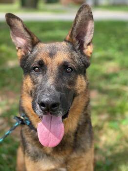 Captain -  German Shepherd Dog Dog for Adoption in Springfield, Illinois - Captain | PetCurious