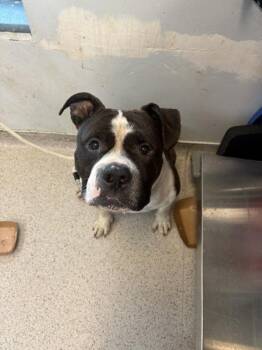 Spades -  Mixed Breed Dog for Adoption in New York, New York - Spades | PetCurious