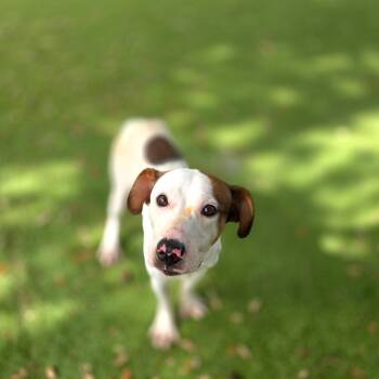 Breakout -  Hound and Mixed Breed Dog for Adoption in Port Charlotte, Florida - Breakout | PetCurious