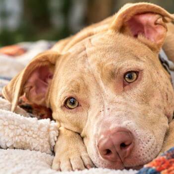 Bella -  American Staffordshire Terrier Dog for Adoption in Minneapolis, Minnesota - Bella | PetCurious