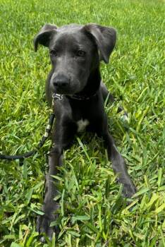 Hazi -  Weimaraner and Labrador Retriever Dog for Adoption in Sanford, Florida - Hazi | PetCurious
