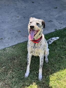 BINGO -  Cattle Dog Dog for Adoption in Fresno, California - BINGO | PetCurious