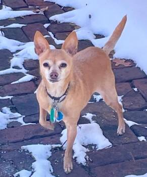 Chihuahua Dogs Available for Adoption - Lilly-Senior Chihuahua | PetCurious