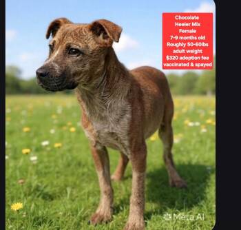 Chocolate -  Australian Cattle Dog Blue Heeler Dog for Adoption in Oviedo, Florida - Chocolate | PetCurious