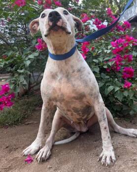 Pirata -  Pit Bull Terrier and Dogo Argentino Dog for Adoption in Ramona, California - Pirata | PetCurious