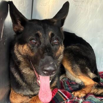 Sugaree -  German Shepherd Dog Dog for Adoption in Philadelphia, Pennsylvania - Sugaree | PetCurious