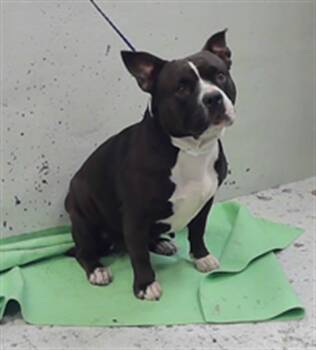 Staffordshire Bull Terrier and Mixed Breed Dogs Available for Adoption in Houston, Texas - ARIANA | PetCurious