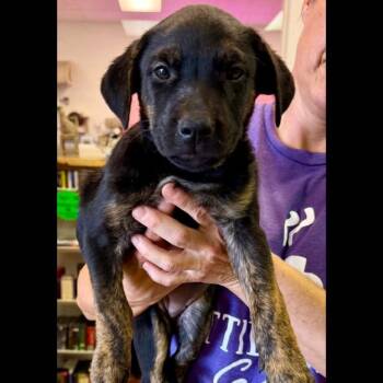 Wendy -  Labrador Retriever Dog for Adoption in Semmes, Alabama - Wendy | PetCurious