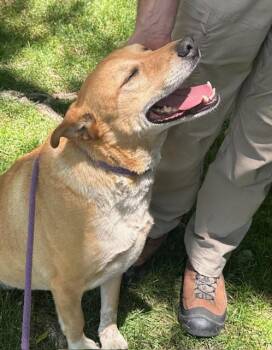 Rescue Yellow Labrador Retriever Dogs for Adoption in Albuquerque, New Mexico - Candy | PetCurious
