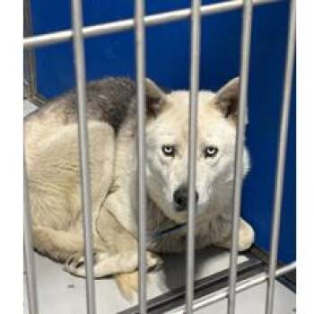 Husky and Mixed Breed Dogs Available for Adoption in Franklin, North Carolina - Balto | PetCurious