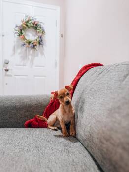 Jake -  Chiweenie Dog for Adoption in Goodyear, Arizona - Jake | PetCurious