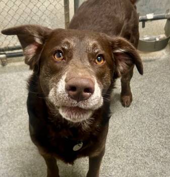 Rescue Labrador Retriever Dogs for Adoption in Princeton, Massachusetts - Jenkins - In Local Foster Home | PetCurious
