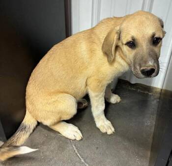 Sawyer -  German Shepherd Dog Dog for Adoption in Munfordville, Kentucky - Sawyer | PetCurious