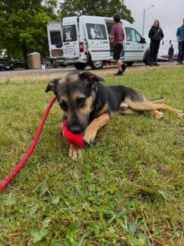 Shepherd Dogs Available for Adoption in Pierceton, Indiana - Fritz | PetCurious