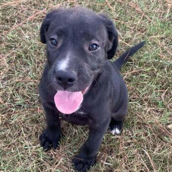 Zoey -  Retriever Dog for Adoption in Glocester, Rhode Island - Zoey | PetCurious