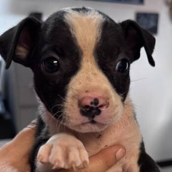 Peggy -  Terrier Dog for Adoption in Waxhaw, North Carolina - Peggy | PetCurious