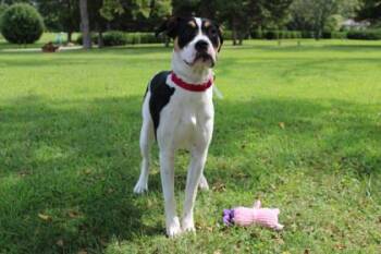 Mavis -  American Bulldog and Mixed Breed Dog for Adoption in Kansas City, Missouri - Mavis | PetCurious