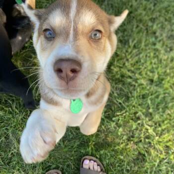 Rescue Mixed Breed Dogs for Adoption in Buffalo, Minnesota - Cruze | PetCurious