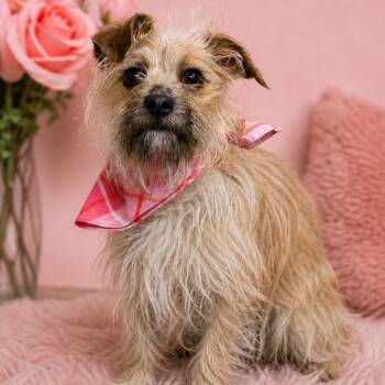Terrier Dogs Available for Adoption in Washington, District Of Columbia - Hazel | PetCurious
