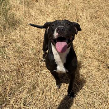 Peanut -  Pit Bull Terrier Dog for Adoption - Peanut | PetCurious
