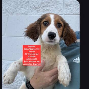 Setter and Spaniel Dogs Available for Adoption in Oviedo, Florida - Pajamas | PetCurious