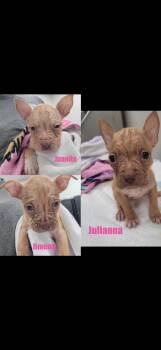 J litter girls -  Staffordshire Bull Terrier Dog for Adoption in Seaside Heights, New Jersey - J Litter Girls | PetCurious