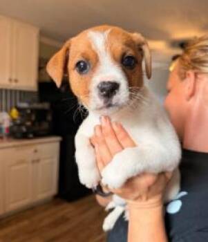 Suzie Q -  Jack Russell Terrier Dog for Adoption in Kalamazoo, Michigan - Suzie Q | PetCurious