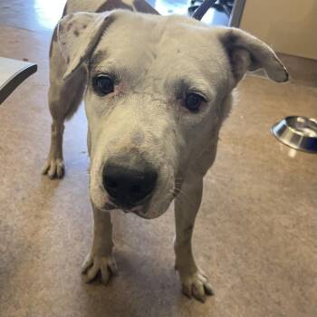 Ruben -  Mixed Breed Dog for Adoption in Palm Springs, California - Ruben | PetCurious