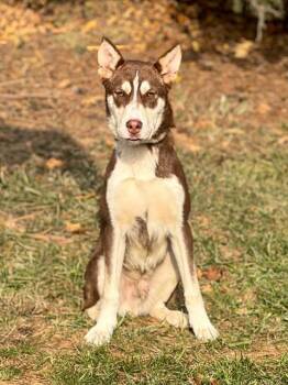 Siberian Husky Dogs Available for Adoption - TUNDRA | PetCurious