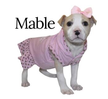 Terrier Dogs Available for Adoption in Springfield, Ohio - Mable | PetCurious