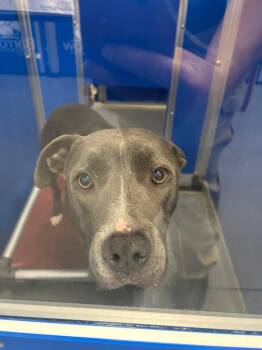 2026-06-040 *Diamond* -  Pit Bull Terrier Dog for Adoption in Winder, Georgia - 2026-06-040 *Diamond* | PetCurious