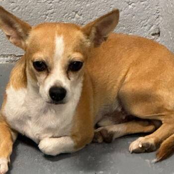 Moe -  Chihuahua Dog for Adoption in Kingman, Arizona - Moe | PetCurious