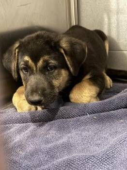 Marshall -  German Shepherd Dog and Mixed Breed Dog for Adoption in Fresno, California - Marshall | PetCurious